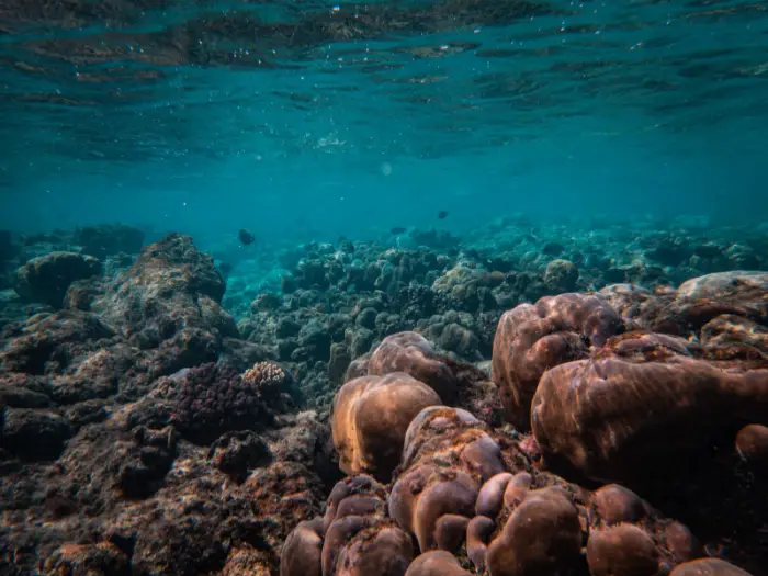 biodiversité marine