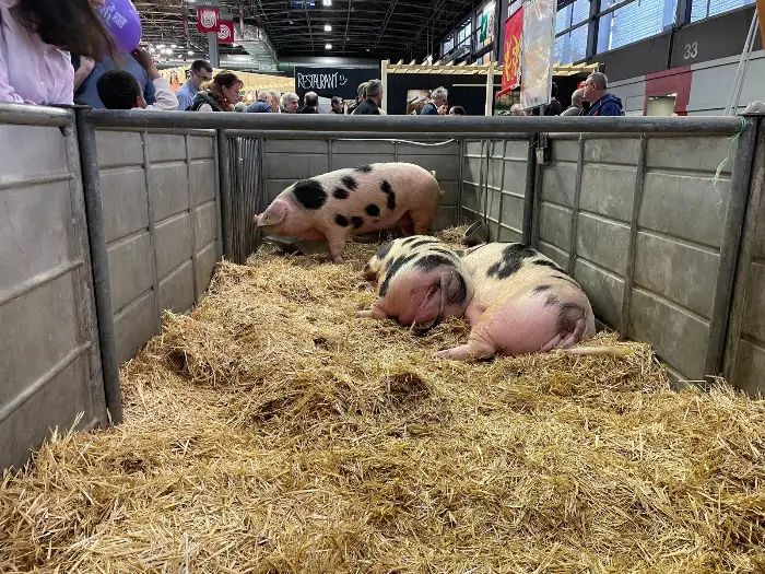 Au Salon International de l’Agriculture, producteurs et exposants font grise mine